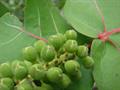 Coccoloba uvifera